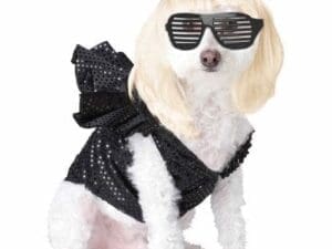 Pop Sensation Pet Medium